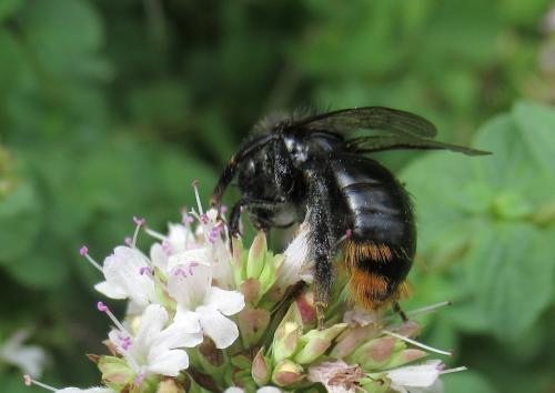 Bombus lapidarius